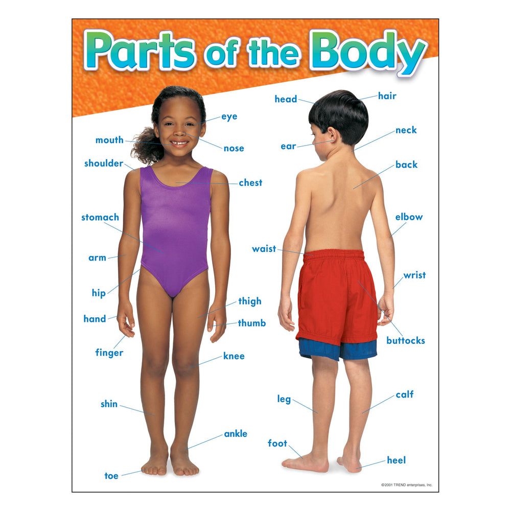 T38048 Learning Chart Parts of Body