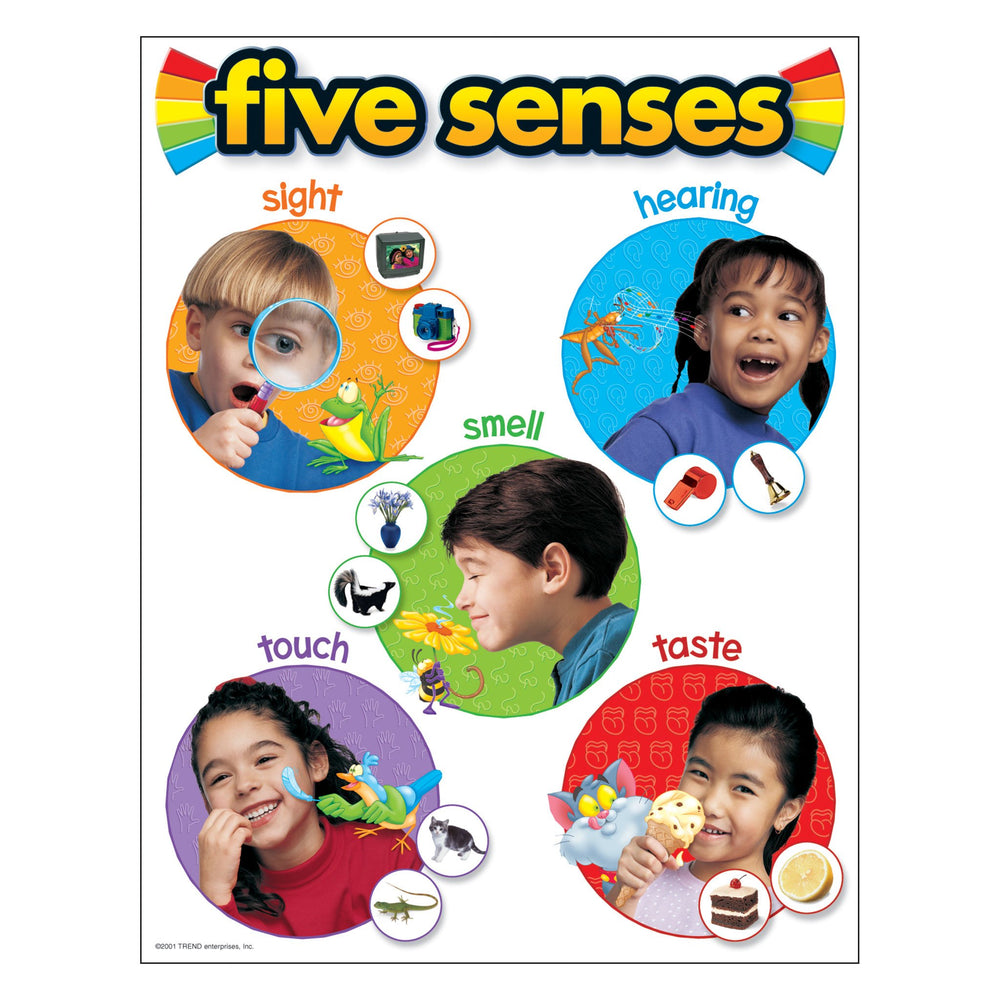 Our Five Senses Activity