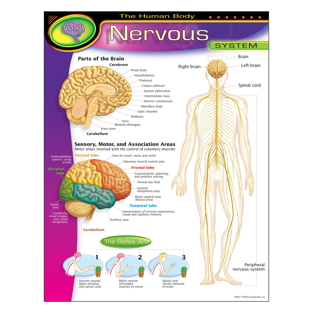 T38089 Learning Chart Human Body System Nervous