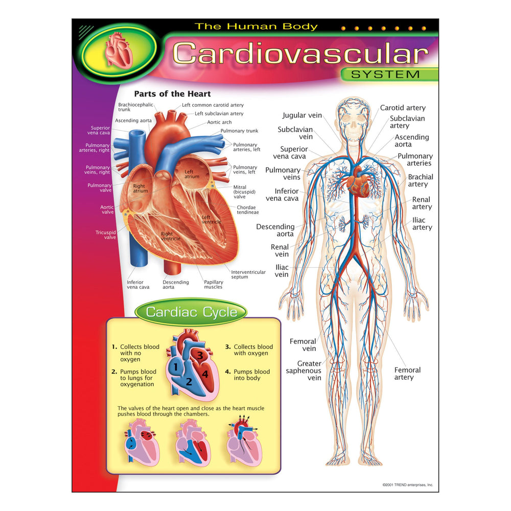 T38090 Learning Chart Human Body System Cardiovascular