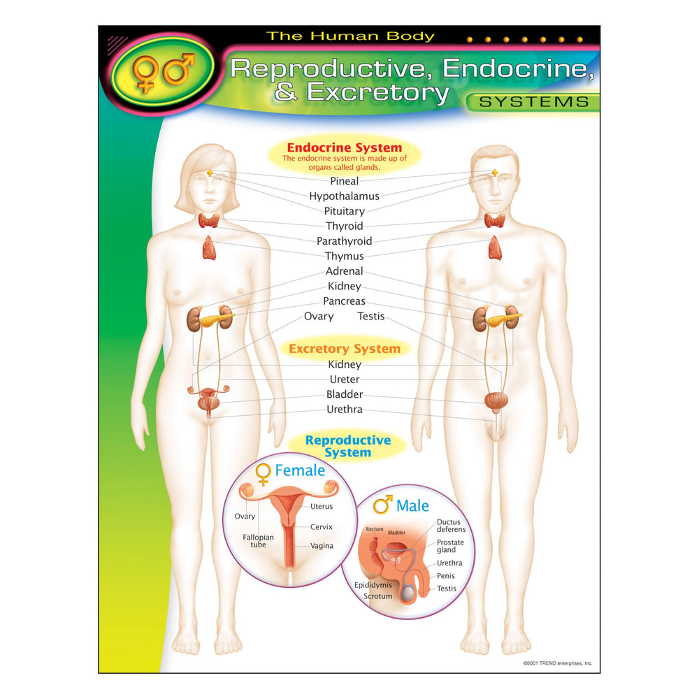 T38091 Learning Chart Human Body System Reproductive