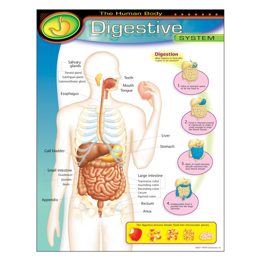 T38092 Learning Chart Human Body System Digestive
