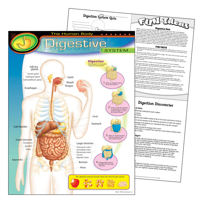 T38092 Learning Chart Human Body System Digestive