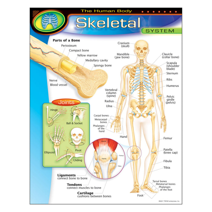 T38093 Learning Chart Human Body System Skeletal