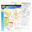 T38093 Learning Chart Human Body System Skeletal