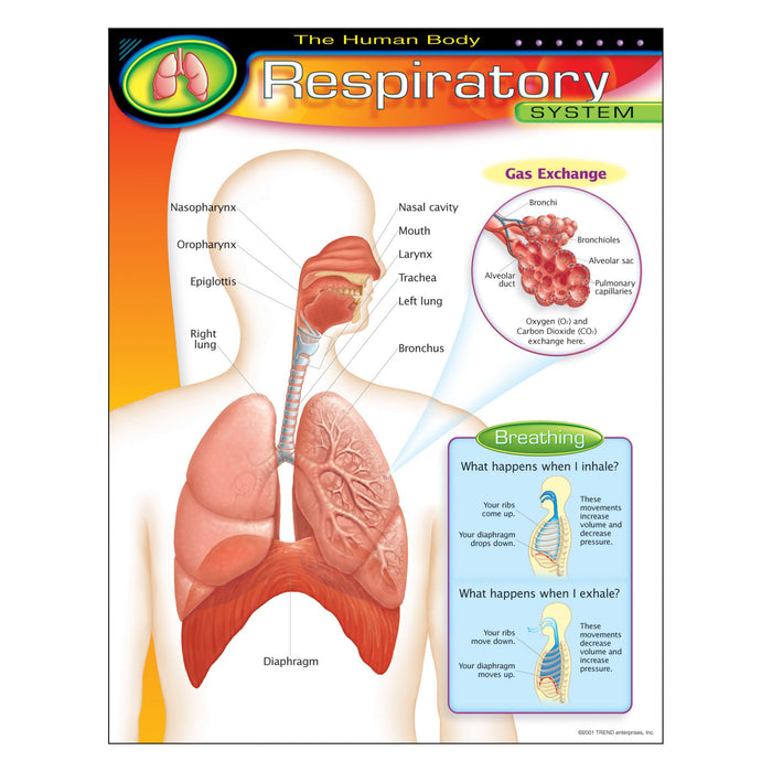 T38094 Learning Chart Human Body System Respiratory