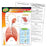 T38094 Learning Chart Human Body System Respiratory