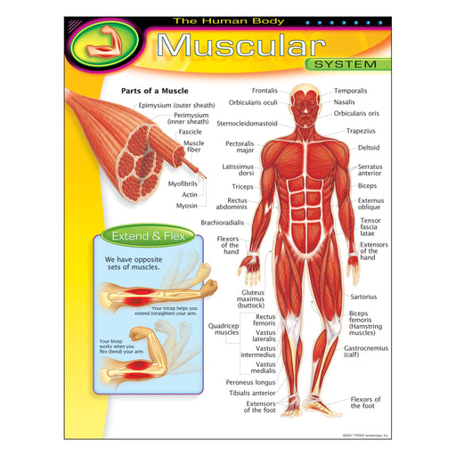 T38095 Learning Chart Human Body System Muscular
