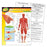 T38095 Learning Chart Human Body System Muscular