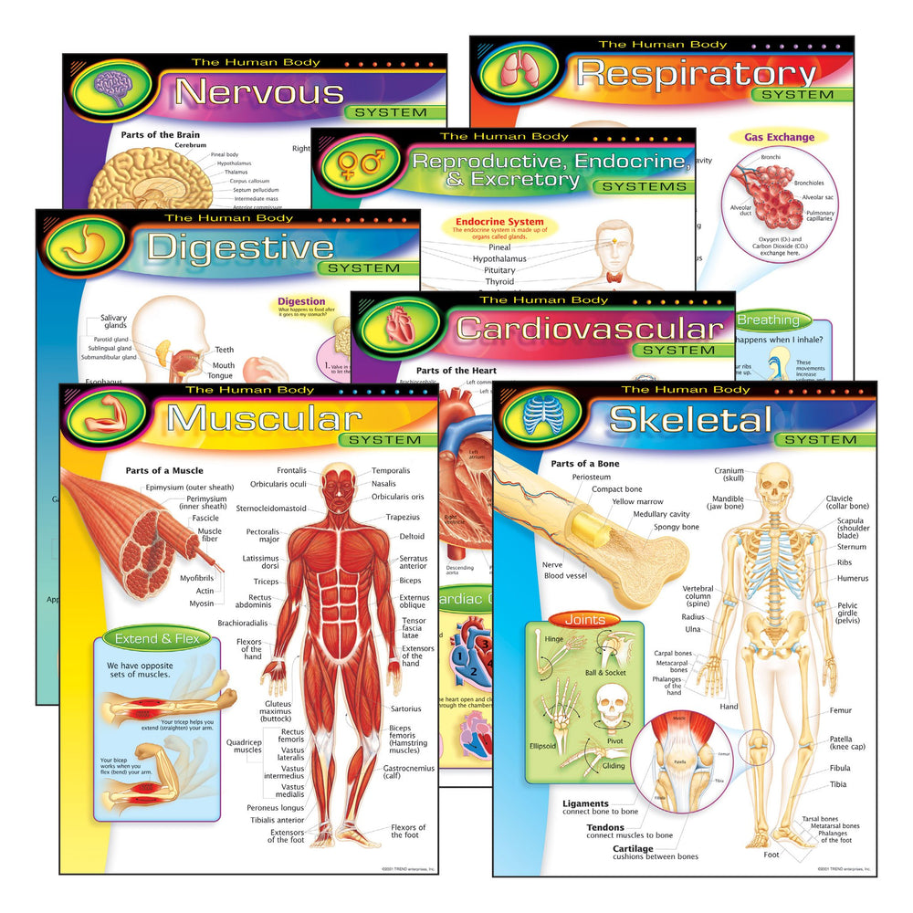 T38913 Learning Chart 7 Pack Human Body System